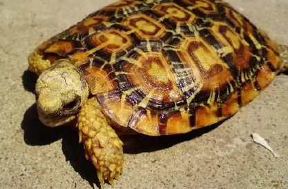 非洲折背陆龟腐皮怎么治疗?方法很简单! 非洲折背陆龟腐皮怎么治疗?方法很简单!