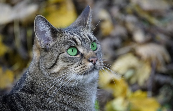 猫咪的胡子太长了可以剪吗