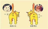 怎么区分猫的性别呢