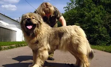 马士提夫犬和高加索哪个大 马士提夫犬和高加索哪个大