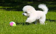 比熊犬怎么训练上厕所