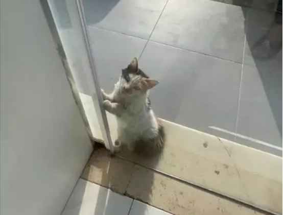 四十摄氏度高温下,中暑流浪猫敲门寻求帮助,结局超暖心 四十摄氏度高温下,中暑流浪猫敲门寻求帮助,结局超暖心