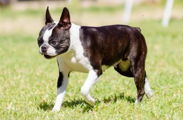 波士顿梗犬3600算贵吗 波士顿梗犬3600算贵吗