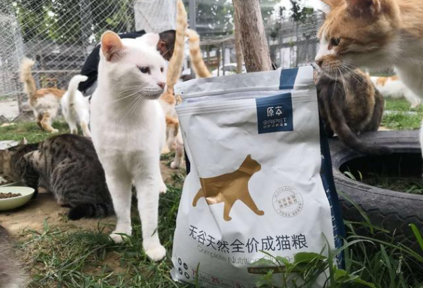“原本50g公益”，让流浪猫不再风餐露宿
