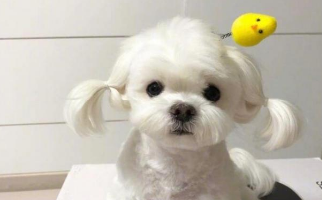 马尔济斯犬好养吗 马尔济斯犬好养吗