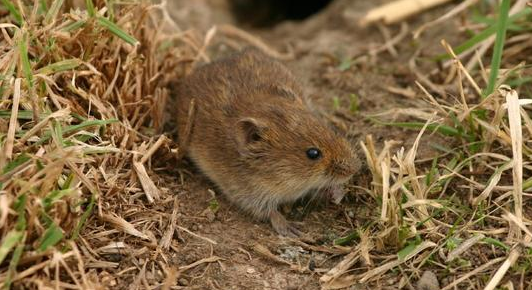 胆小的社田鼠,想见它一面可不容易!