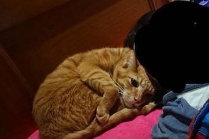 猫奴把小被子拿去洗,橘猫发现后都要哭了:弱小、可怜、无助 猫奴把小被子拿去洗,橘猫发现后都要哭了:弱小、可怜、无助
