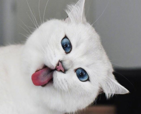 猫藓怎么治用什么药膏