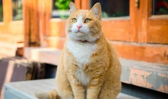 一般猫生产多长时间生完猫仔
