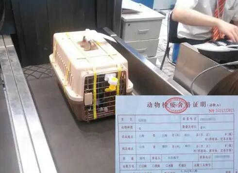 宠物托运需要什么证件