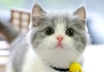 刚出生的小猫可以喝豆浆吗
