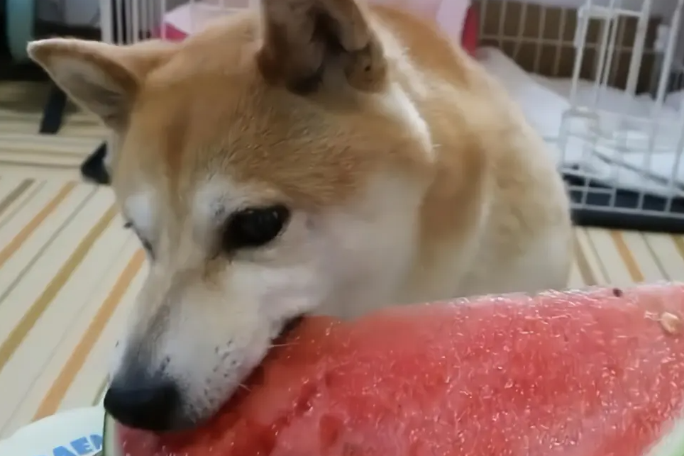 狗狗吃西瓜拉肚子怎么办