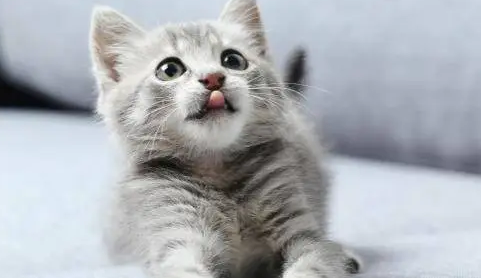 猫咪生产需要准备什么