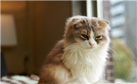猫突然有跳蚤什么原因