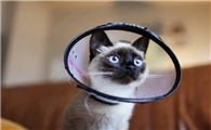 猫手术拆线后多少天可以舔伤口