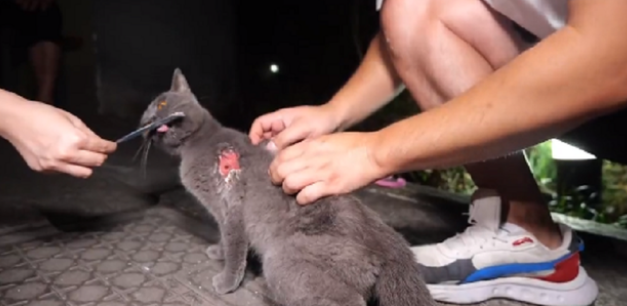 被割伤的流浪蓝猫，胸前的伤口触目惊心，小哥：不爱，也请别伤害