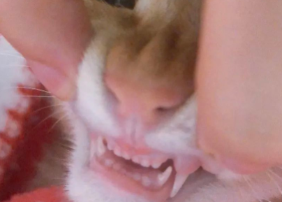 捡了只没断奶的小橘猫，见证它变成干饭橘的全过程...好治愈！