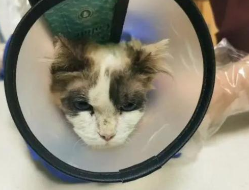布偶猫因病被弃，网友：这种病也至于扔猫？人渣！
