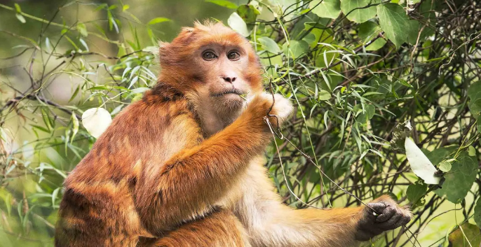一起来认识一下二级保护动物——熊猴!