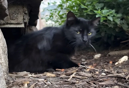 流浪猫带着孩子躲在墙脚缝隙，一墙之隔车来车往，幸得好心人救助