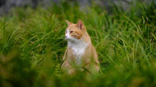 猫丢了怎样把猫引出来 猫丢了怎样把猫引出来