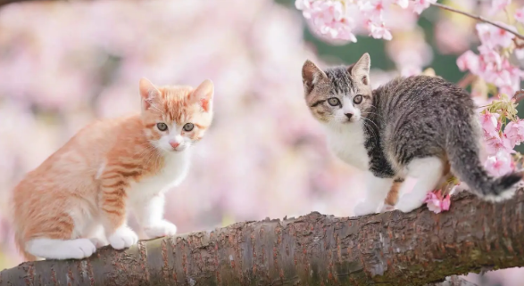 刚满月的猫咪可以吃什么 刚满月的猫咪可以吃什么