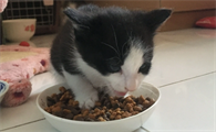 小猫拉稀是什么原因造成的