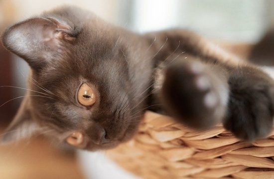 母猫生完孩子太热怎么办啊