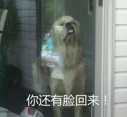 主人出去玩没带金毛，回家看见这一幕，笑劈叉了！