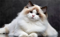 布偶猫的7种分类