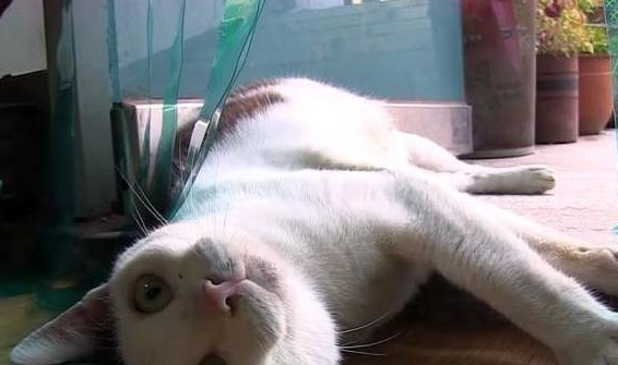 流浪猫强行进入餐馆,被老板赶走时还发脾气,知道缘由后好心疼它 流浪猫强行进入餐馆,被老板赶走时还发脾气,知道缘由后好心疼它