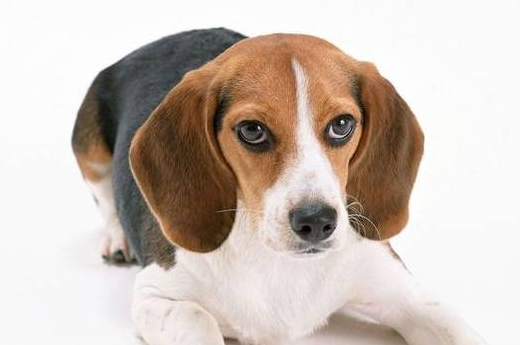 善解人意、情感丰富的米格鲁猎犬,你想养一只吗? 善解人意、情感丰富的米格鲁猎犬,你想养一只吗?