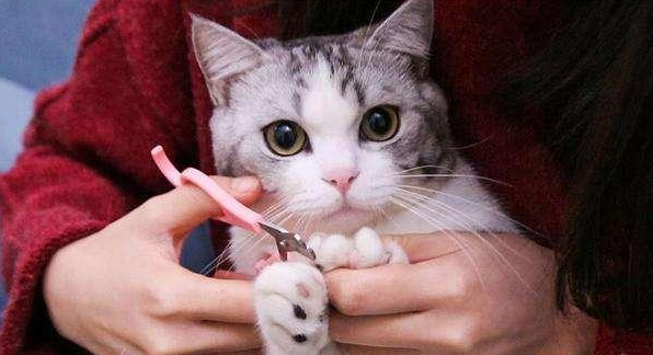 自己在家给猫拆线怎么处理 自己在家给猫拆线怎么处理