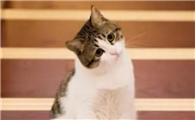 猫吃了老鼠药怎么解救
