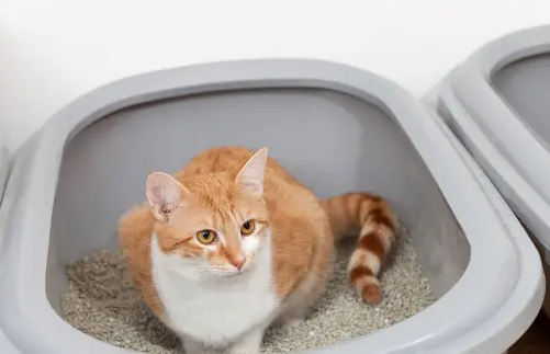 多久换一次猫砂清理一次猫砂盆