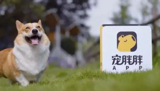 宠胖胖APP在哪下载安装 宠胖胖APP在哪下载安装