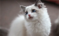 怎么判断猫要不要驱虫