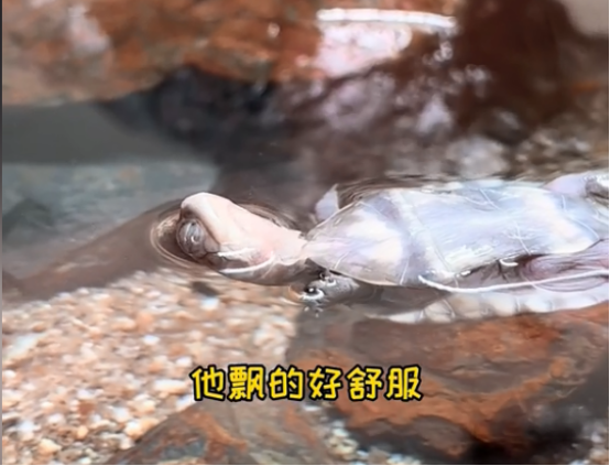 一只爱仰泳的小乌龟