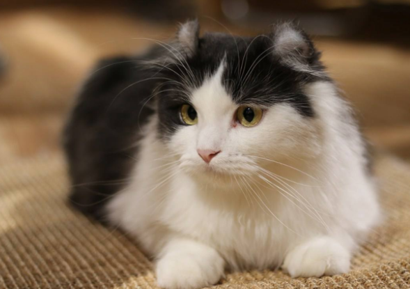 猫呼吸声很重好像鼻塞