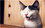 小猫狂犬病症状有哪些
