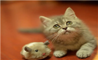 一岁半的猫会得传腹么