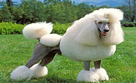 饲养贵宾犬6大禁忌
