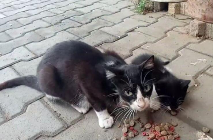 猫上门为什么不能赶走