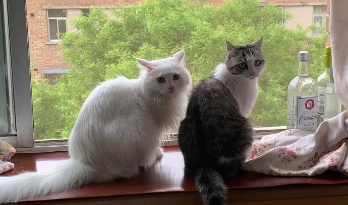 猫不小心吃了蚊香怎么办 猫不小心吃了蚊香怎么办