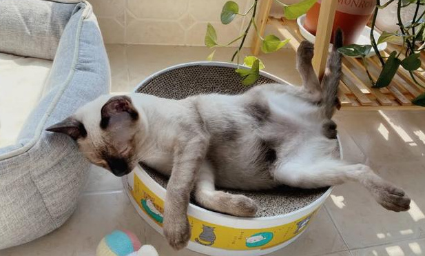 我家猫是个“露蛋狂魔”,现场已经控住不住了··· 我家猫是个“露蛋狂魔”,现场已经控住不住了···
