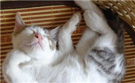 猫流鼻涕是什么原因引起的