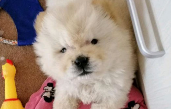 松狮犬几个月开始爆头过程