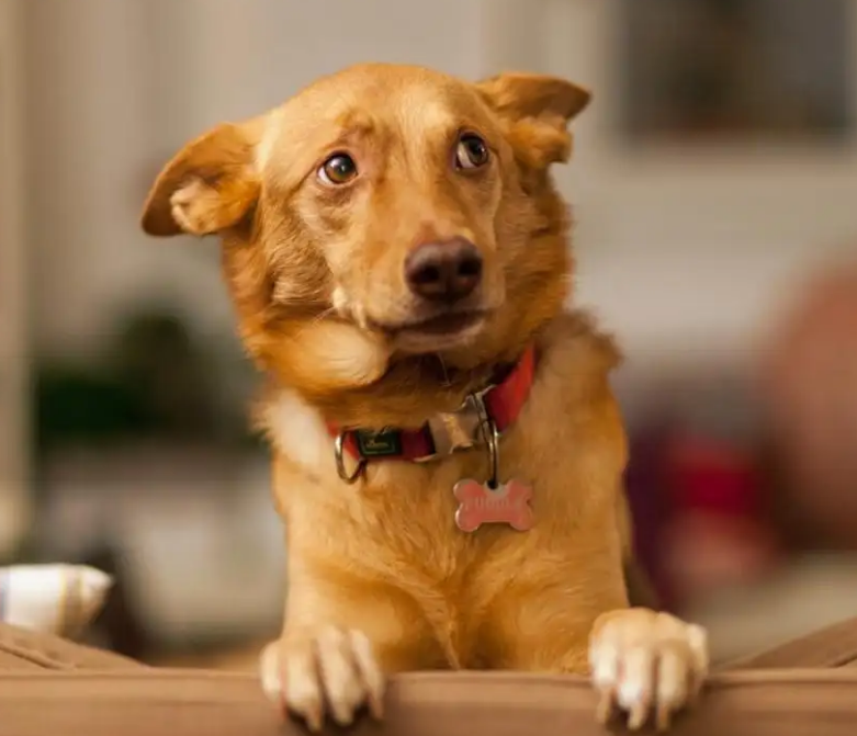 患狂犬病的狗和正常的狗区别
