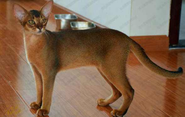 阿比西尼亚猫为什么禁养