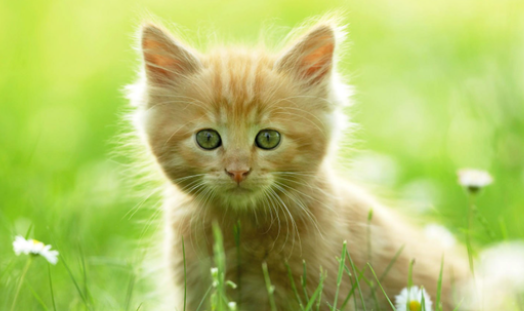 猫咪洗澡后第5天死了